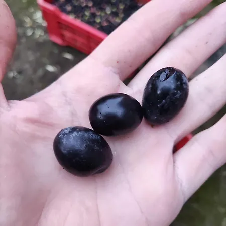 Sicily-sea-house Gioiosa Marea